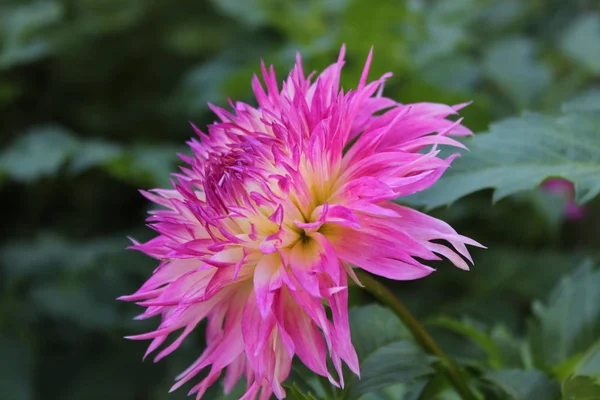 Flores de verão do jardim — Fotografia de Stock