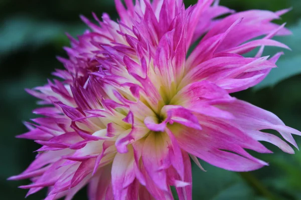 Bahçeden yaz çiçek