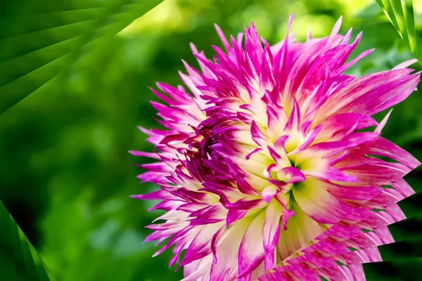 Bahçeden yaz çiçek