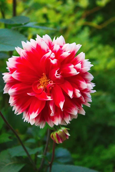 Summer flowers from the garden — Stock Photo, Image