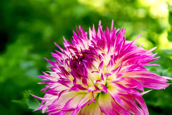 Bahçeden yaz çiçek