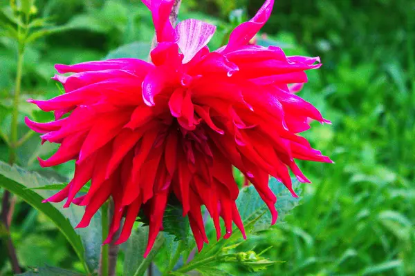 Bahçeden yaz çiçek