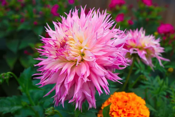 Summer flowers from the garden — Stock Photo, Image