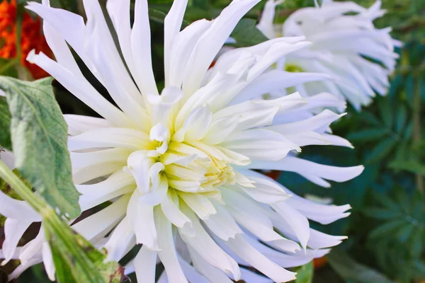 Bahçeden yaz çiçek