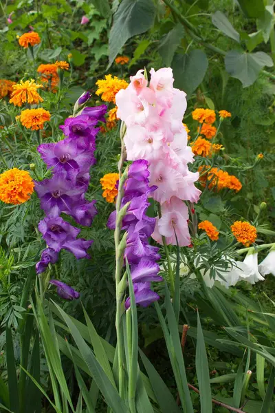 Summer flowers from the garden — Stock Photo, Image