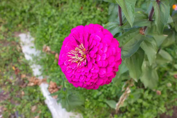 Bahçeden yaz çiçek