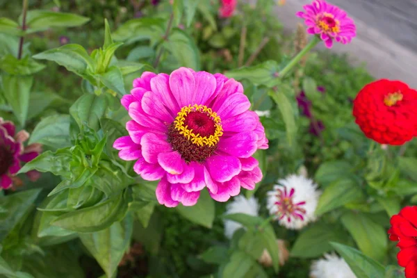 Bahçeden yaz çiçek