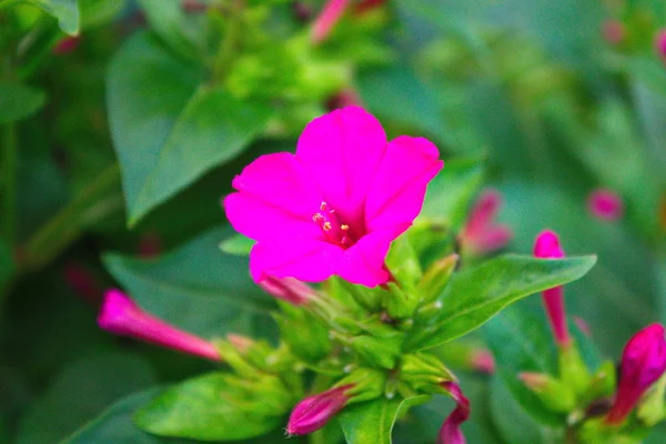 Bahçeden yaz çiçek