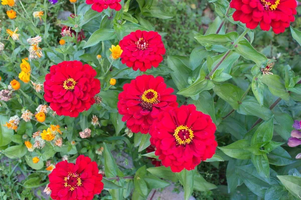 Summer flowers from the garden — Stock Photo, Image