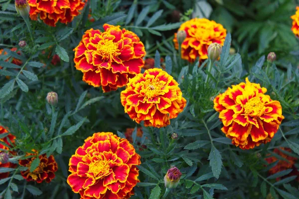 Summer flowers from the garden — Stock Photo, Image