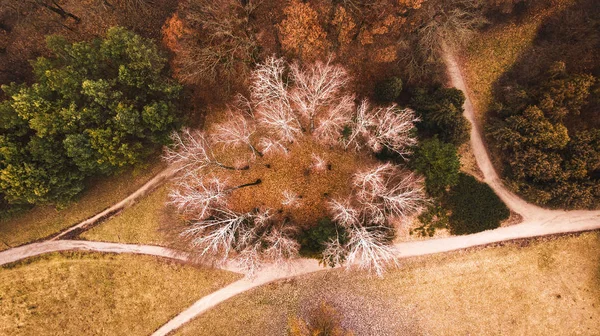 Birches in the park planted in the shape of a circle, top view, autumn, aerial photography.