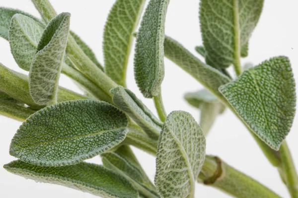 Macro photography of a gree fresh sage small branch — Stock Photo, Image