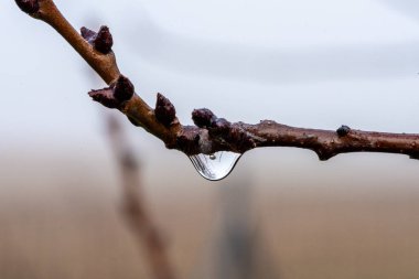 Bir damlası olan bir dal, kış sabahı