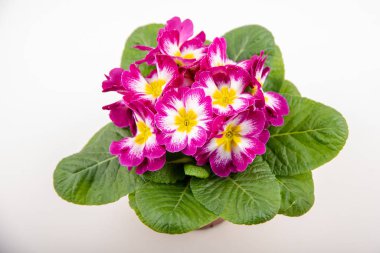 Pembe bir çuha çiçeği, makro yakın plan.