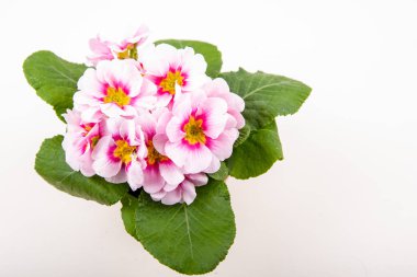 Pembe bir çuha çiçeği, makro yakın plan.