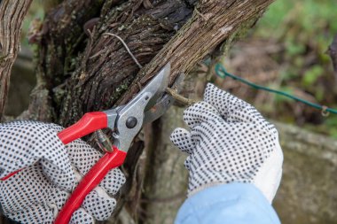 Sarmaşıklar ellerde budanır ve kırmızı kırbaç