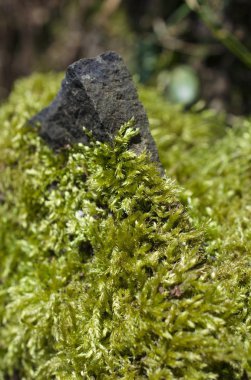 Ormanda yosunlu odun