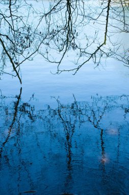 Orman gölde bir yansıma