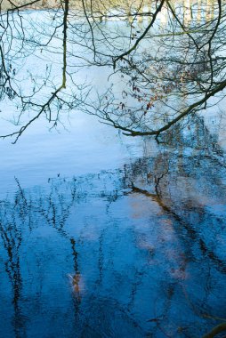 Orman gölde bir yansıma
