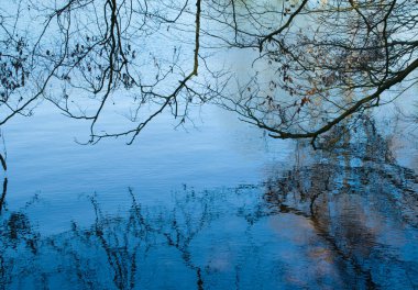 Orman gölde bir yansıma