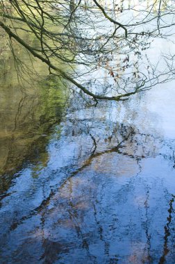 Orman gölde bir yansıma