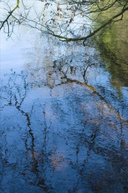Orman gölde bir yansıma
