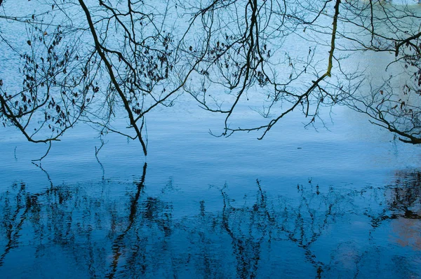 Spiegelung Einem Waldsee — Stockfoto