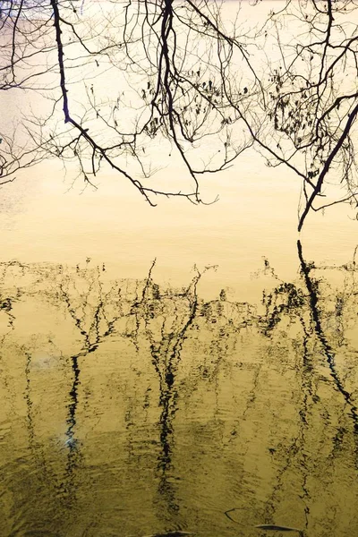 Reflexão Lago Florestal — Fotografia de Stock