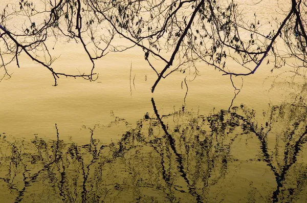 Réflexion Dans Lac Forestier — Photo