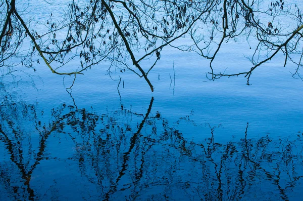 Odraz Forest Lake — Stock fotografie