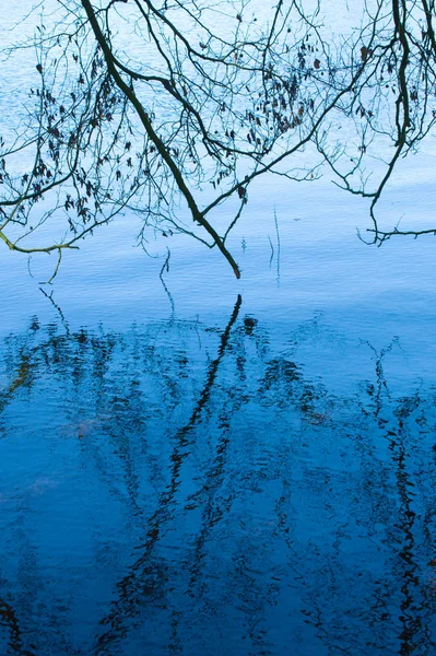Reflection Forest Lake — Stock Photo, Image