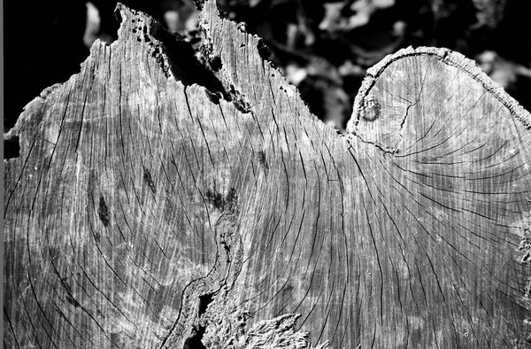 Abstrakte Maserung Einer Baumscheibe — Stockfoto