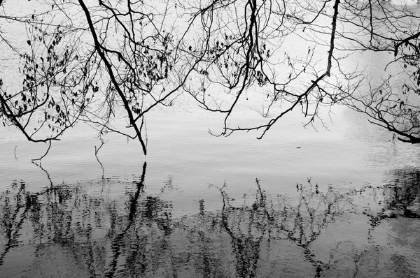 Spiegelung Einem Waldsee — Stockfoto