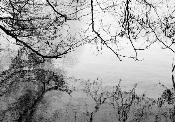 Reflexión Lago Del Bosque — Foto de Stock