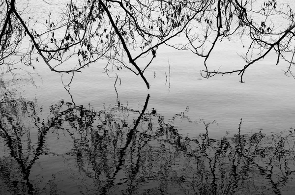 Reflectie Een Bos Meer — Stockfoto