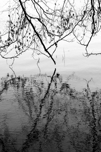 Reflection Forest Lake — Stock Photo, Image