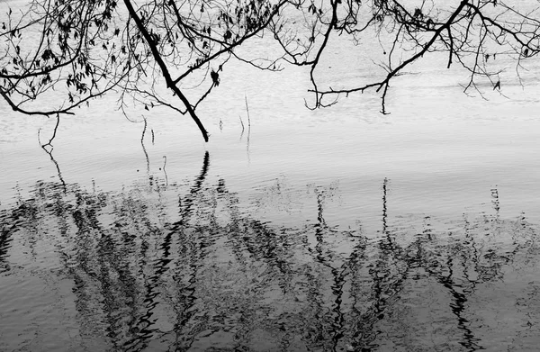 Spiegelung Einem Waldsee — Stockfoto