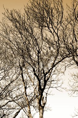 dalları yansıtan su yüzeyi