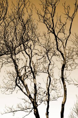 dalları yansıtan su yüzeyi