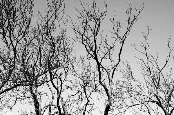 Water surface reflecting branches — Stock Photo, Image