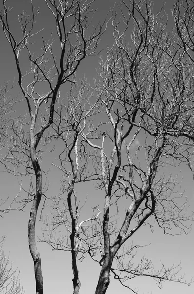 Surface de l'eau réfléchissant les branches — Photo