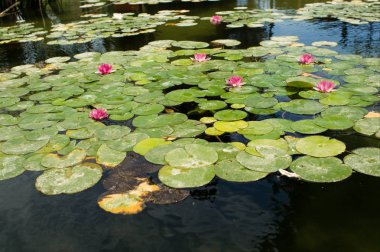 nilüferler göl üzerinde