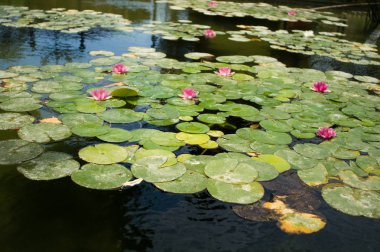 nilüferler göl üzerinde