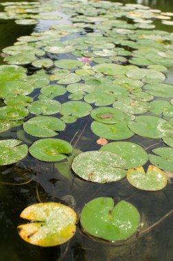 nilüferler göl üzerinde