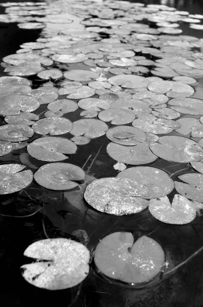 Lírios Água Lago — Fotografia de Stock