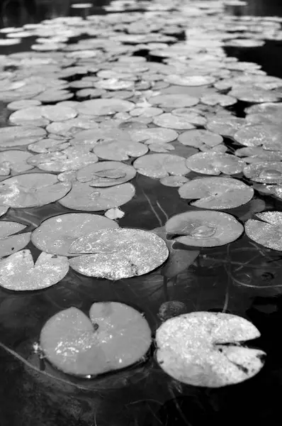 Water Lilies Pond — Stock Photo, Image