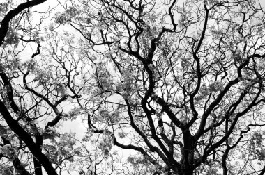 Kışın çıplak ağaçlar