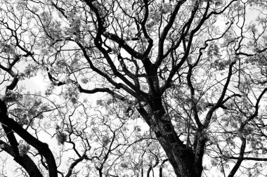 Kışın çıplak ağaçlar