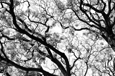 Kışın çıplak ağaçlar