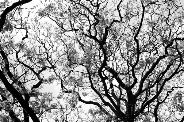 Kışın çıplak ağaçlar